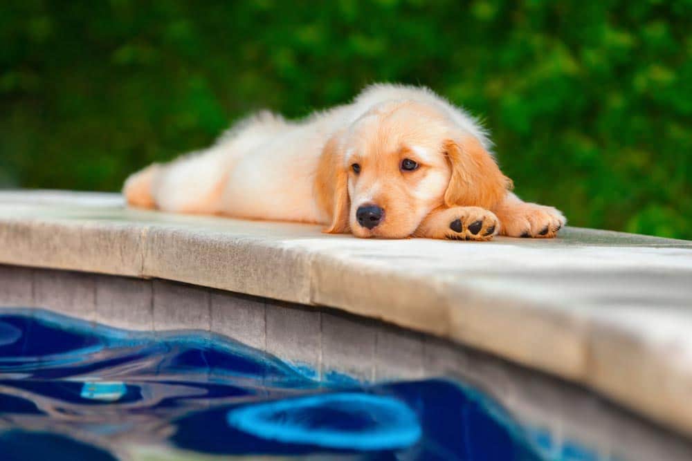 Puppy Resting Beside The Pool — Hi-Tech Pools & Spas In Yarawonga, NT